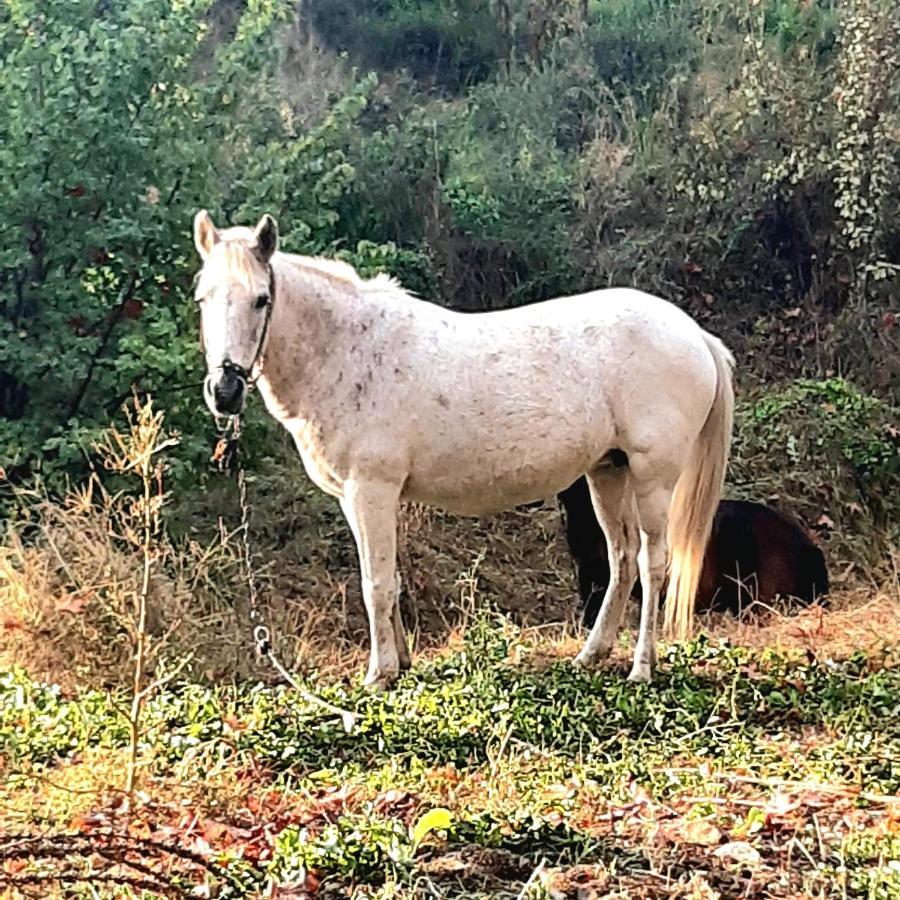 Studio Wilem Daire Sarti Dış mekan fotoğraf